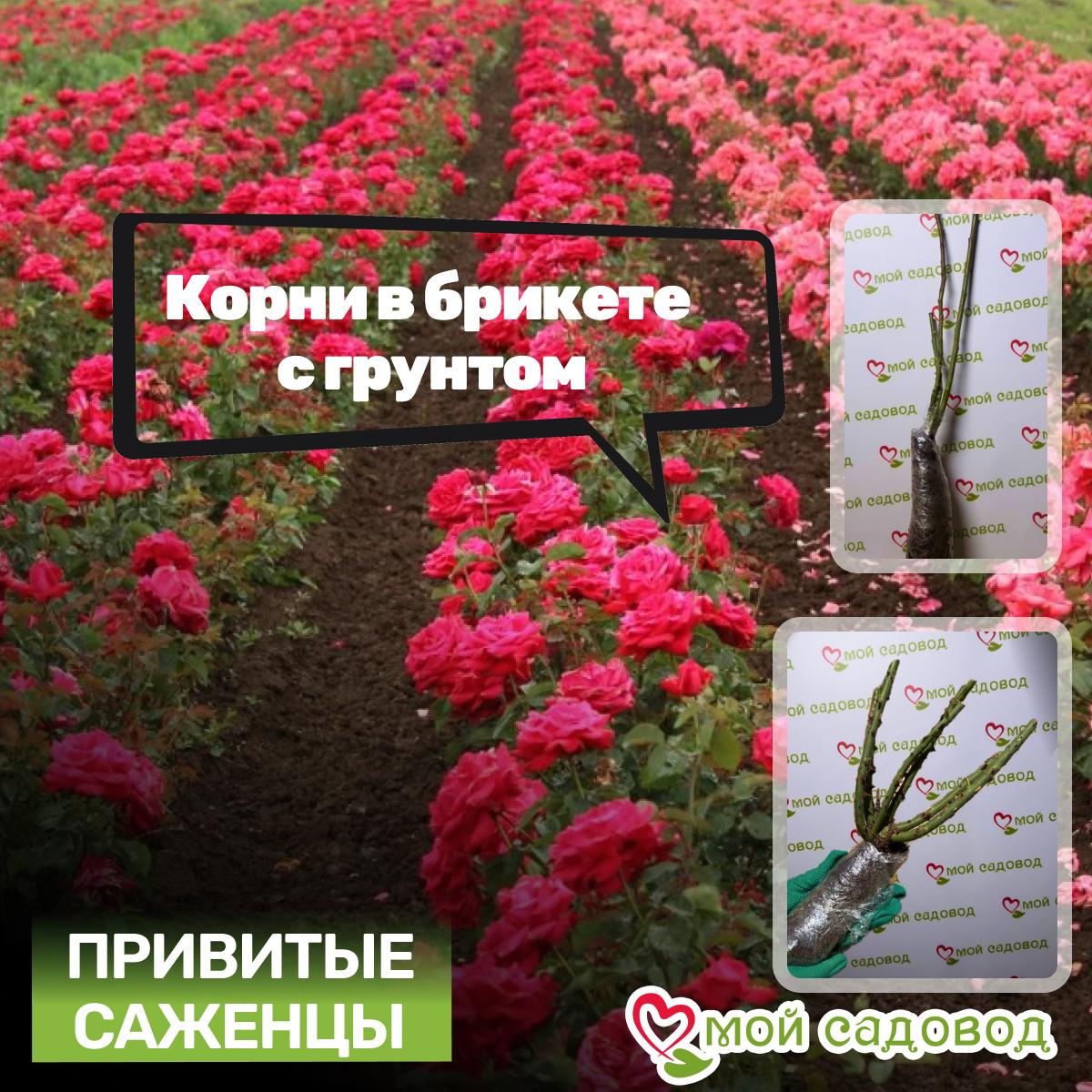 Роза Кордула