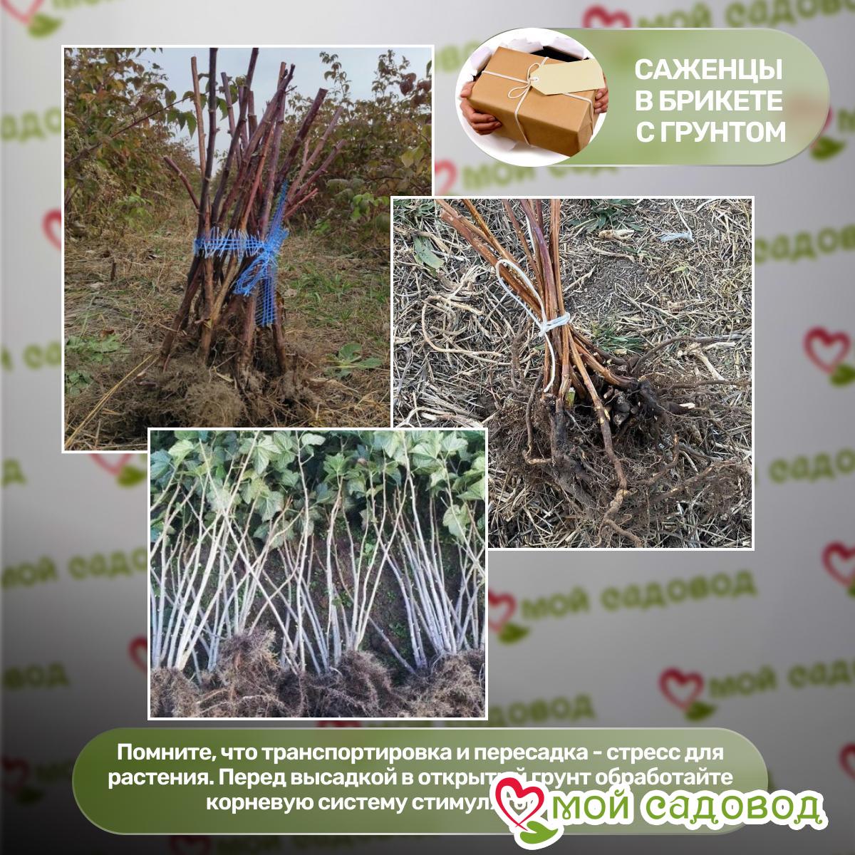 Малиновое дерево Крепыш