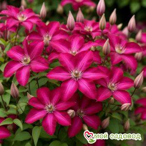 Клематис Эрнест Маркхем крупноцветковый