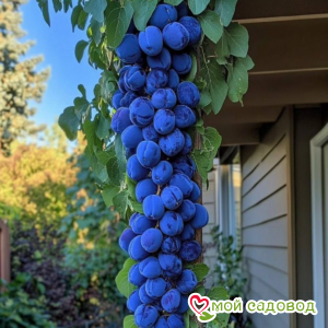 Слива Оленька колоновидная